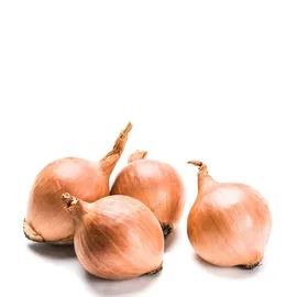 Onions, Leeks & Garlic