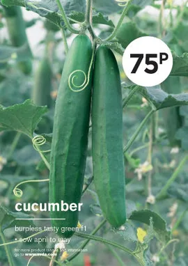 Cucumber
