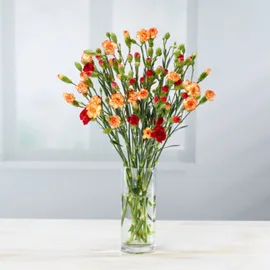 Carnations