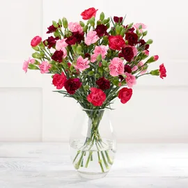 Carnations