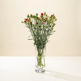 Carnations