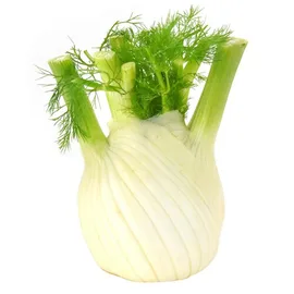 Celery & Fennel