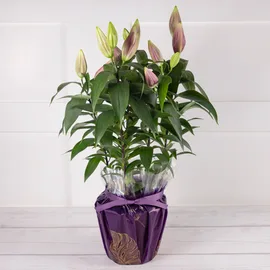 Lilies