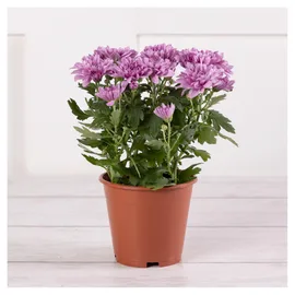 Chrysanthemums