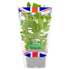 Salad & Herbs