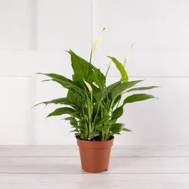 Lilies