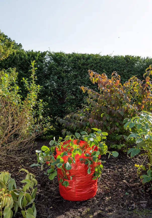 ASDA Strawberry Bag 50L 45x32cm