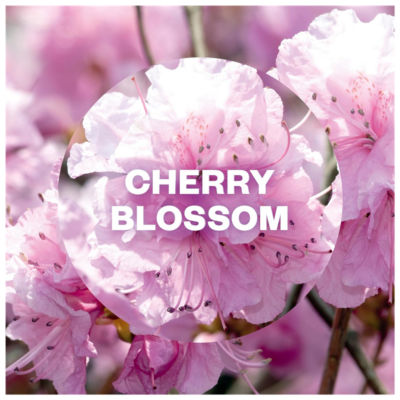 Freshmatic Refill, Cherry Blossom Air Freshener, 250ml thumbnail 4