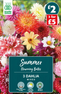 Dahlia Mixed Summer Flowering Bulbs