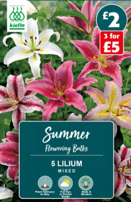 Lilium Mixed Summer Flowering Bulbs
