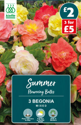 Begonia Mixed Summer Flowering Bulbs thumbnail 2