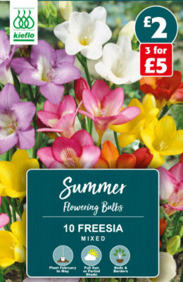 Freesia Mixed Summer Flowering Bulbs thumbnail 2