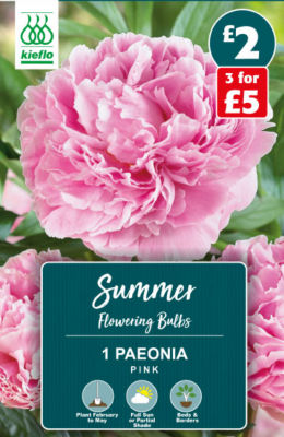 Paeonia Pink Summer Flowering Bulbs thumbnail 2