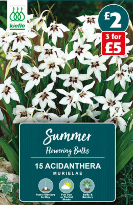 Acidanthera Murielae Summer Flowering Bulbs