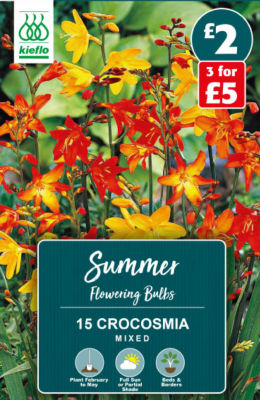 Crocosmia Mixed Summer Flowering Bulbs thumbnail 2