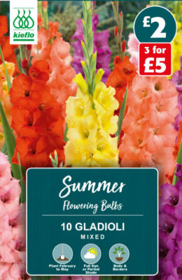 Gladioli Mixed Summer Flowering Bulbs thumbnail 2