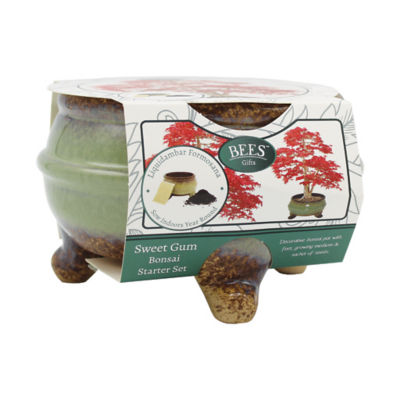 Bonsai Bowl with Legs- Growing Gift Set 10.8x10.5x7.5cm thumbnail 2
