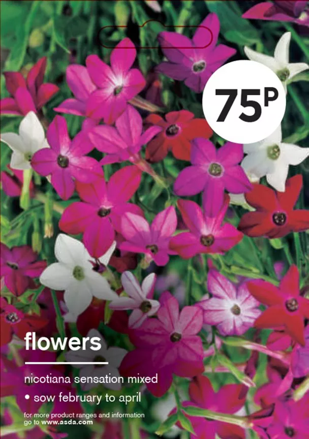 ASDA Grow Your Own Nicotiana Sensation Mix Flower Seeds