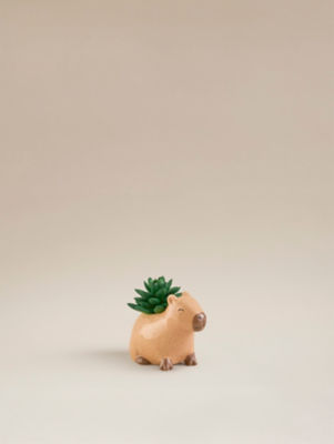 George Home Capybara Succulent