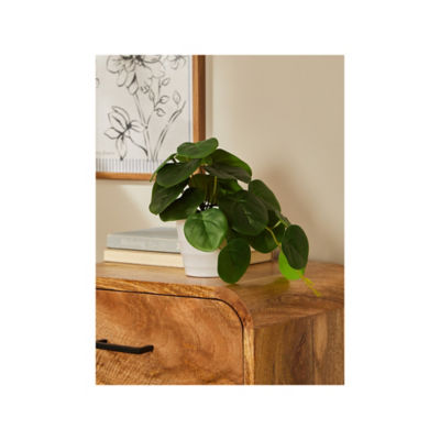 Green Pilea Plant