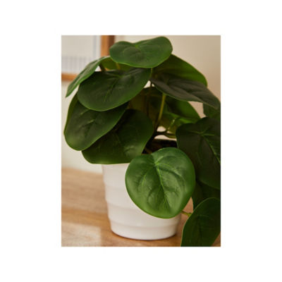 Green Pilea Plant thumbnail 3
