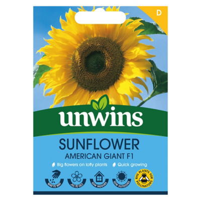 Sunflower American Giant F1 thumbnail 2