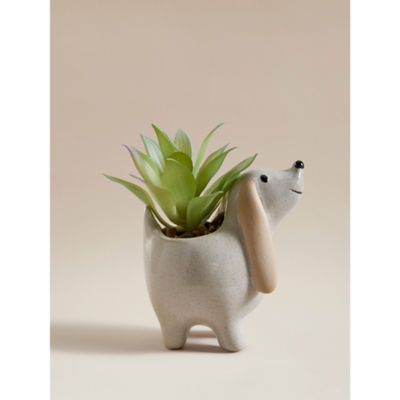 Cream Dog Succulent Plant thumbnail 2