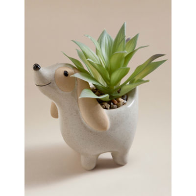 Cream Dog Succulent Plant thumbnail 3