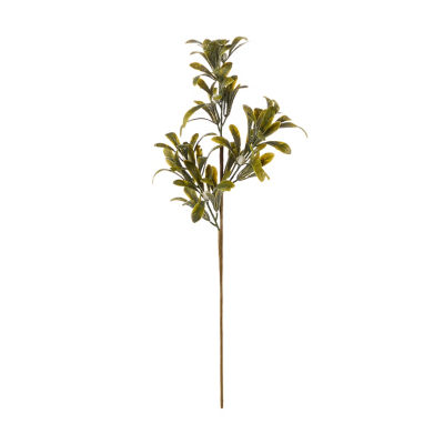 Mistletoe Green Leaves Stem