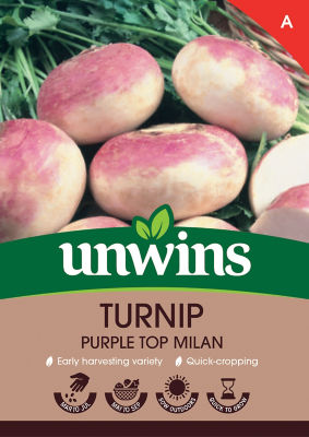 Turnip Purple Top Milan thumbnail 2