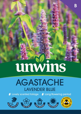 Agastache Lavender Blue thumbnail 2