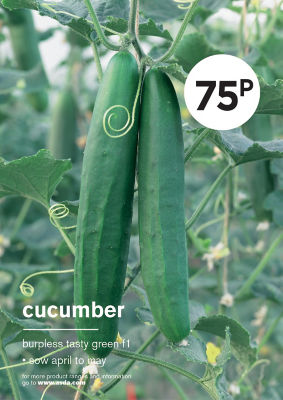 Gyo Cucumber thumbnail 2