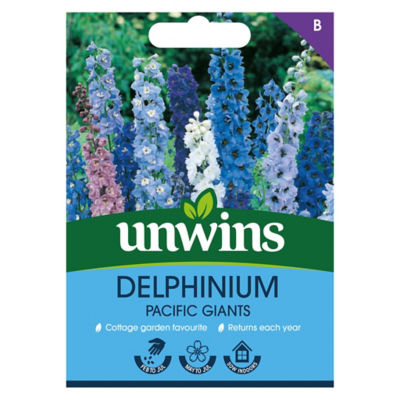 Delphinium Pacific Giants