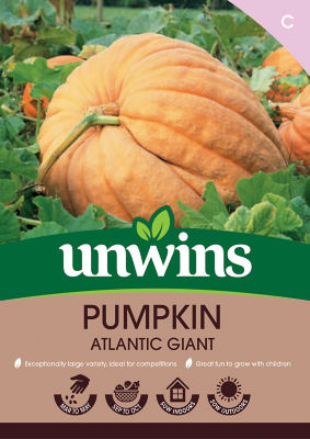 Pumpkin Atlantic Giant
