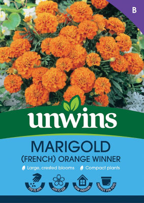 Marigold (French) Orange Winner thumbnail 2