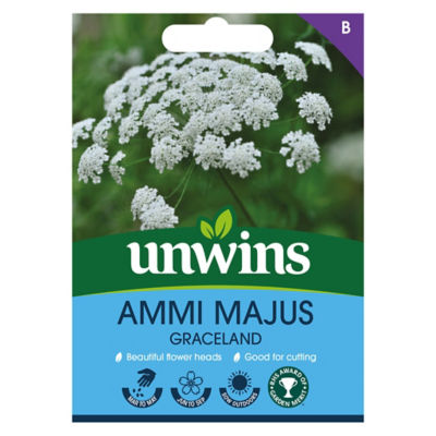 Ammi Majus Graceland thumbnail 2