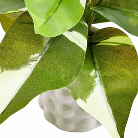 M&S Moss & Sweetpea Artificial Philodendron in Ceramic Pot Green thumbnail 3