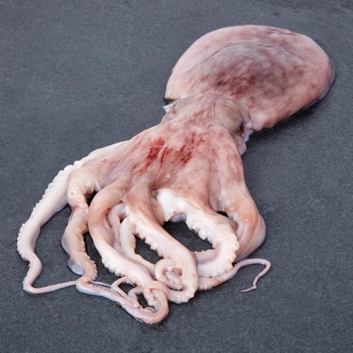 Market Street Octopus thumbnail 2