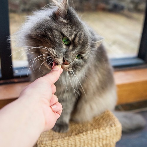 HiLife Chicken Breast Cat Treats thumbnail 3