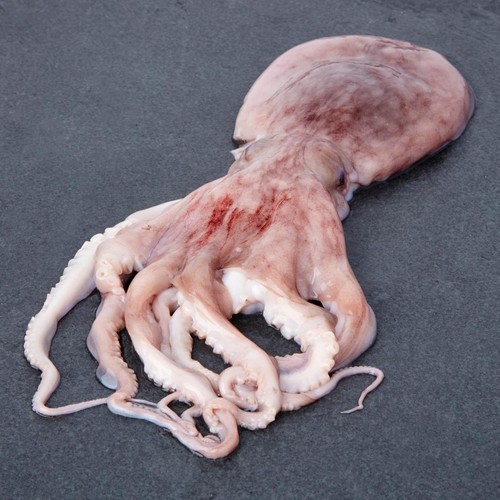 Morrisons British South West Octopus thumbnail 2