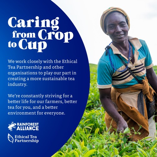 Tetley Fresh Mint Tea Bags thumbnail 4