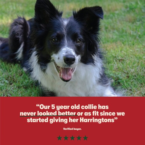Harringtons Dry Adult Dog Food Rich in Beef & Rice thumbnail 5