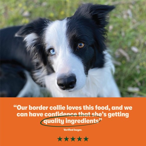 Harringtons Dry Adult Dog Food Rich in Chicken & Rice thumbnail 5