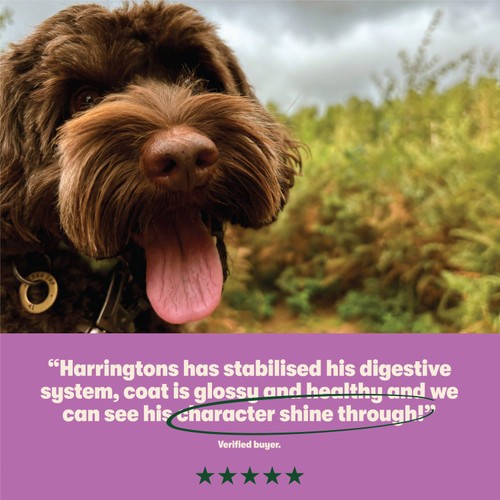Harringtons Dry Adult Dog Food Rich in Lamb & Rice thumbnail 5