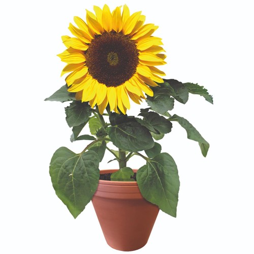 Beautifleur Sunflower Large Terracotta Grow Kit thumbnail 2