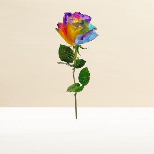 Morrisons Kaleidoscope Single Rose thumbnail 2