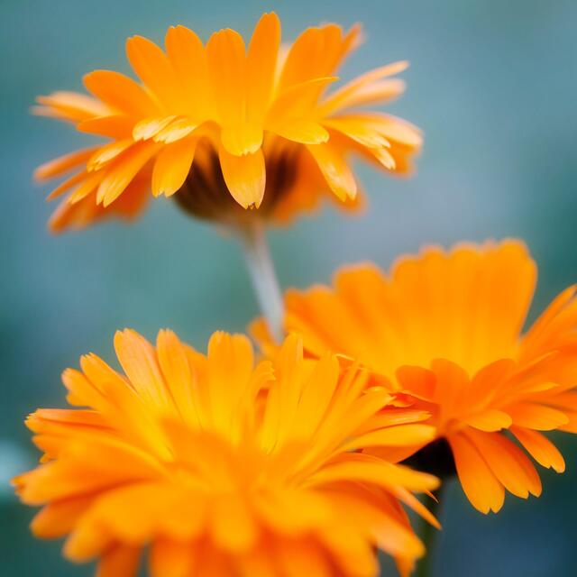 Weleda Baby Calendula Vegan Oil thumbnail 6