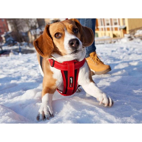EzyDog Chest Plate Red Dog Harness Small thumbnail 3