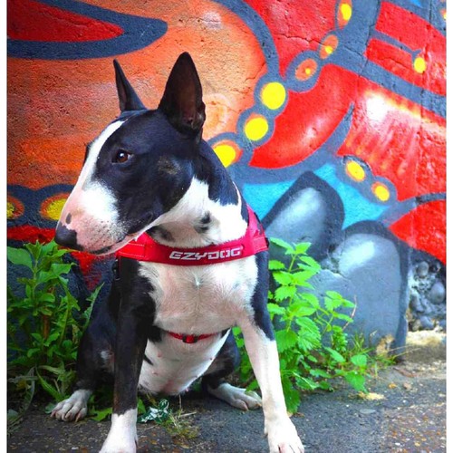 EzyDog Quick Fit Red Dog Harness Small thumbnail 3