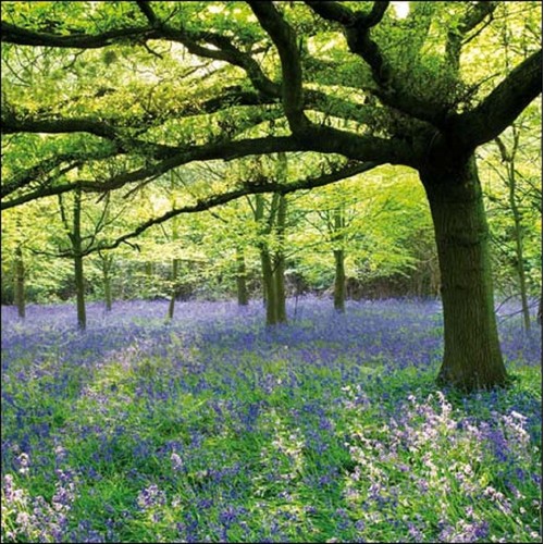 National Trust Speke Hall Blank Card
